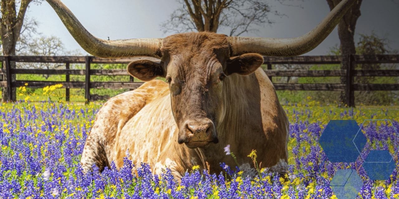 Wealth Management in the Texas Hill Country: What Matters Most