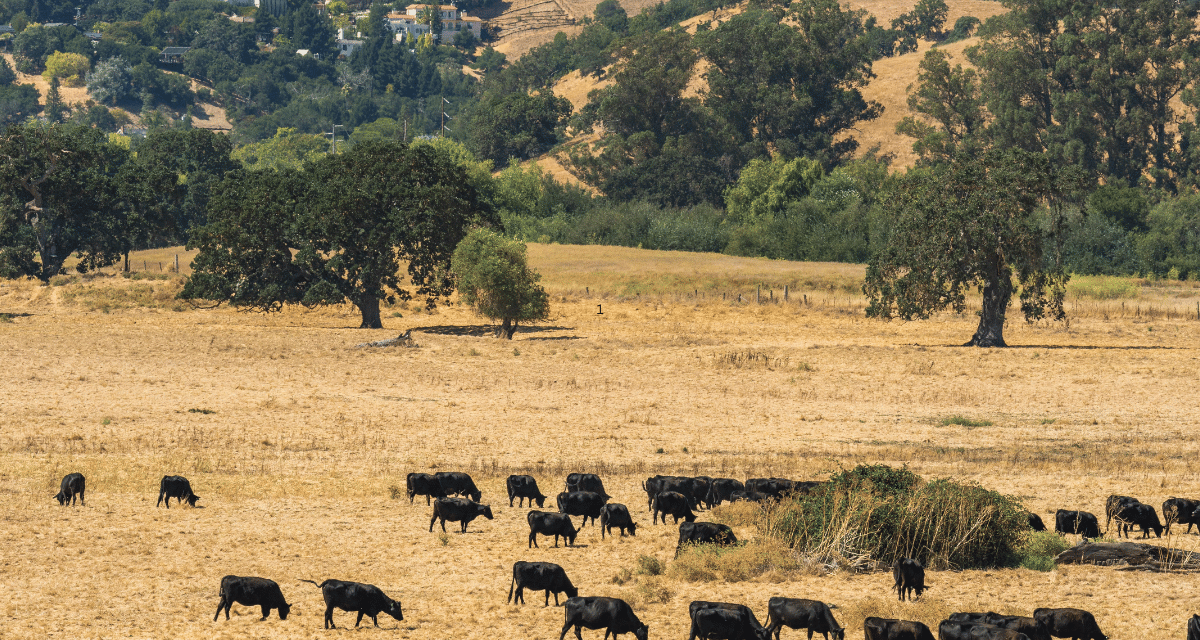 Ranch & Land Families Preserve Wealth Across Generations
