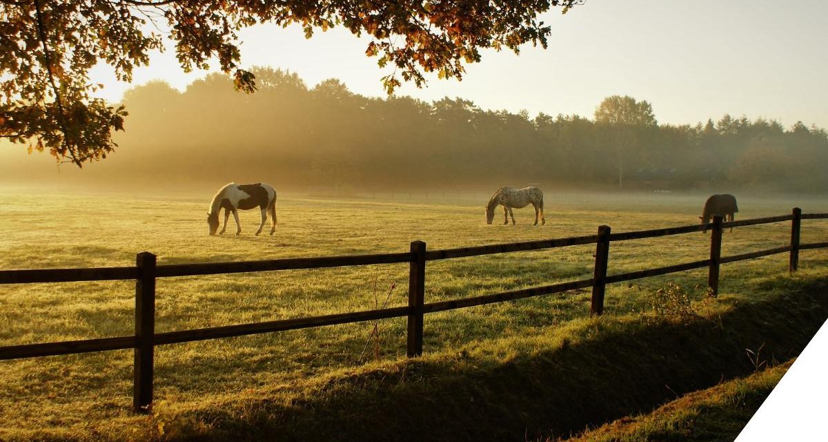 Legacy & Estate Planning for Ranch Families In Texas